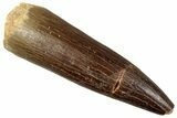 Fossil Plesiosaur (Zarafasaura) Tooth - Morocco #349849-1